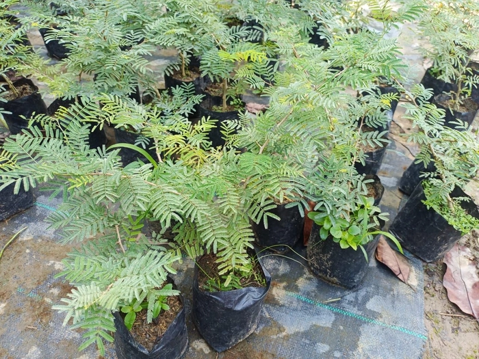 Buy Evergreeness India Shamisamiprosopis Cineraria Big Size Shami