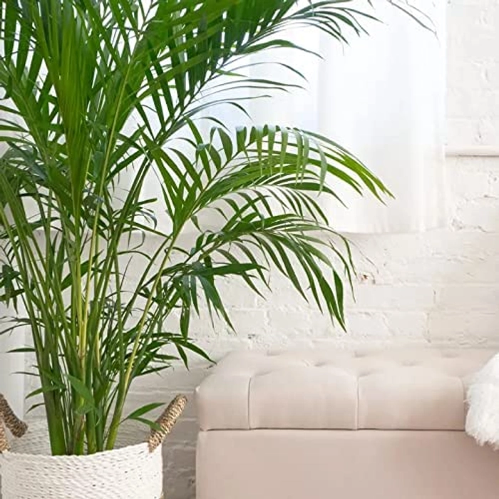 Evergreeness India Care Areca Palm Air Purifier Natural Live 1.5 ft Height Plant for Home and Office Indoor Decor Plant Include Pot Pack of 1