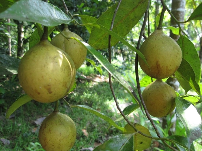 Evergreeness India Thai Bel Bael Tree Bengal Quince Golden Apple Stone Apple Bili Bilva Patra Leaves Belpatra Aegle Marmelos Live Grafted Air Layered Plant Tree Produce Big Size Fruit 1.5 ft