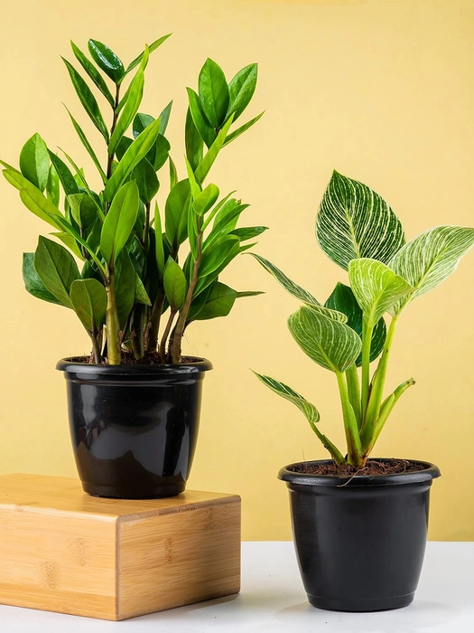 Evergreeness India Air Purifying Plants Combo (ZZ & Philodendron Birkin) | Live Plants Combo | Indoor Plants for Living Room in Black Plastic Pots (Size: 4.5Inch * 4Inch) -[Wooden Blocks not Included]