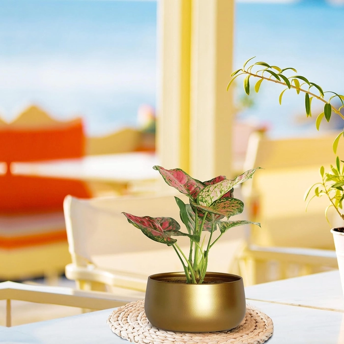 Evergreeness India Inch Zoe Metal Plant Pots, Indoor Small Planter Flower Pots with Drainage Hole, Home Garden Decor Planter for Living Room Bedroom Interior (Gold Finish, POT016)