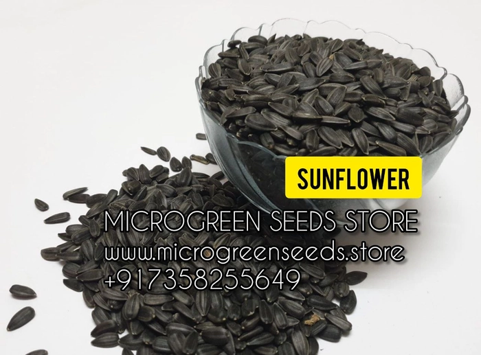 Sunflower Microgreen Seeds