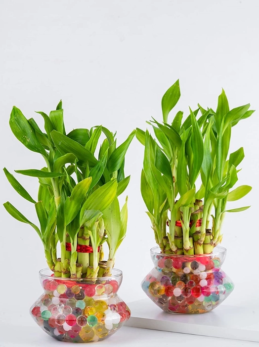 Lucky Bamboo Plant 2 Layer set of 2