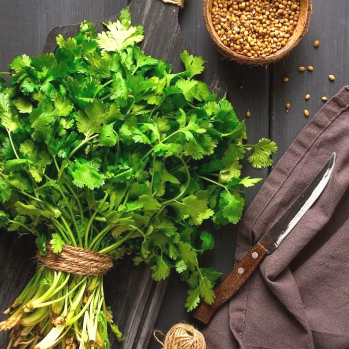 Coriander | कोथिंबीर