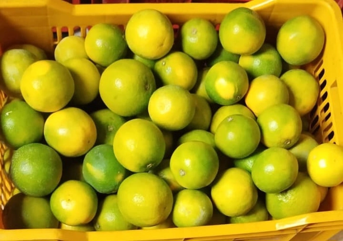 Mousambi - Sweet Lime from Nalgonda