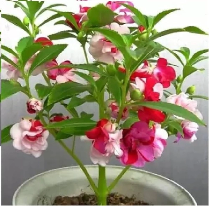 BALSAM TOM THUMB SEEDLINGS
