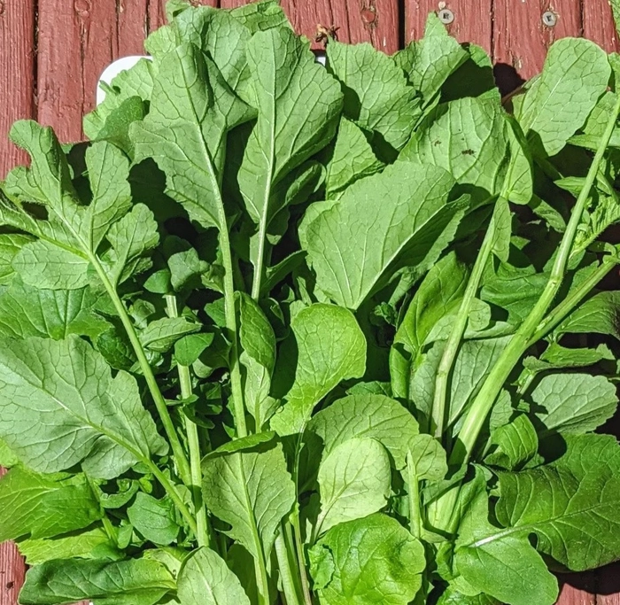 Radish Leaves (Mullangi Aaku)