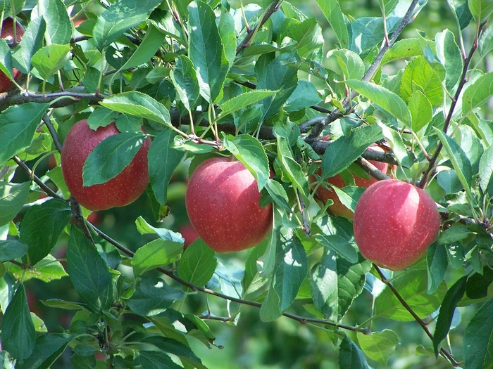 Apple Royal Gala