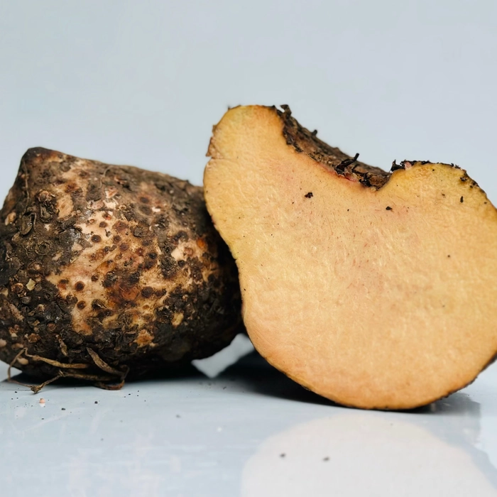 Yam | सुरण