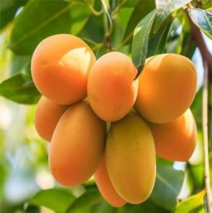 Malda Dudhiya Mango from Bihar