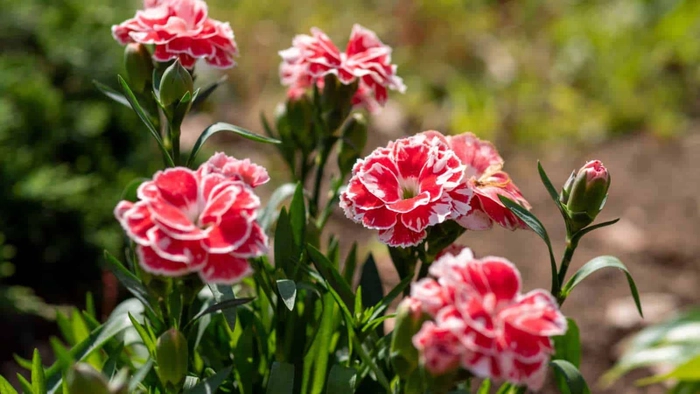 Dianthus seedlings