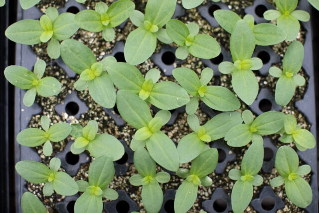 ZINNIA SEEDLINGS