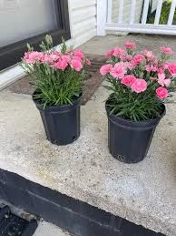 Dianthus seedlings