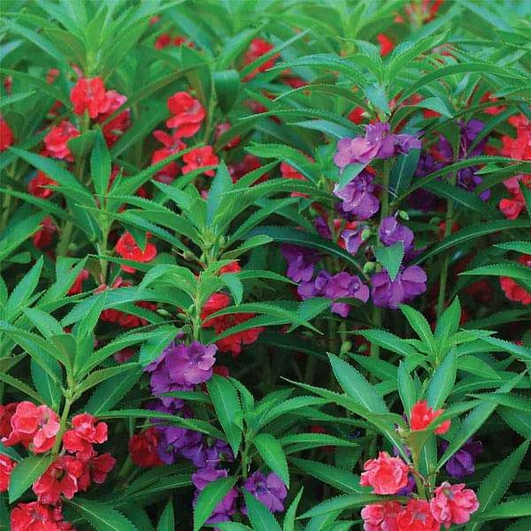 BALSAM TOM THUMB SEEDLINGS