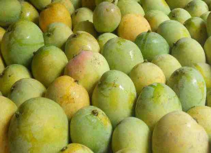 Malda Dudhiya Mango from Bihar