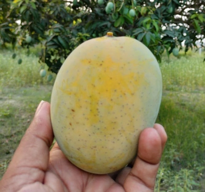 Langra Mango from Bihar