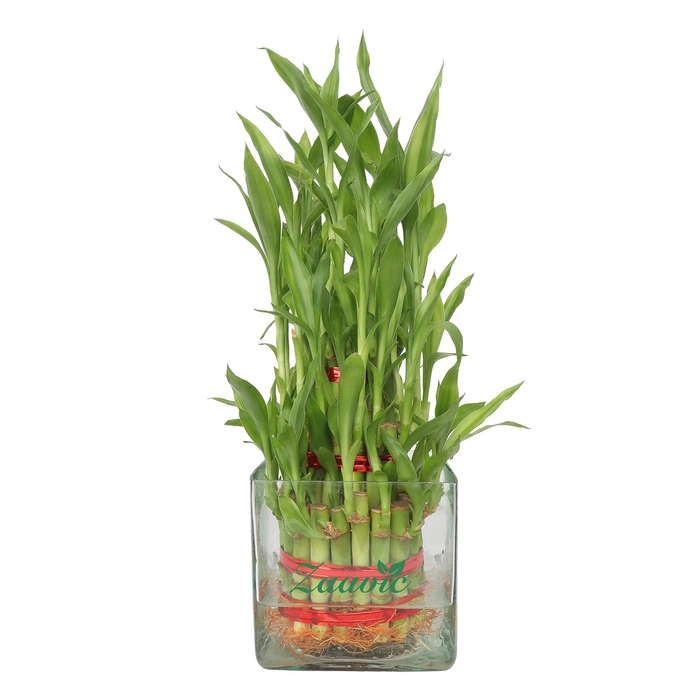 3 Layer lucky Bamboo with square Pot