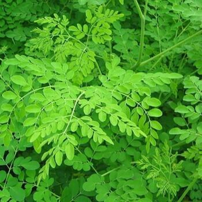 Moringa (Munga Aaku) - Sahajan Patta