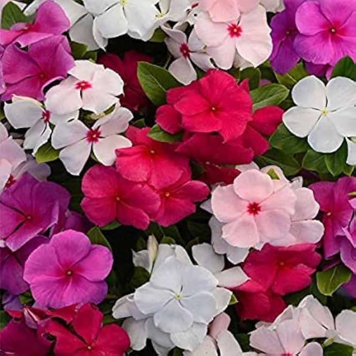 Vinca flower seedings