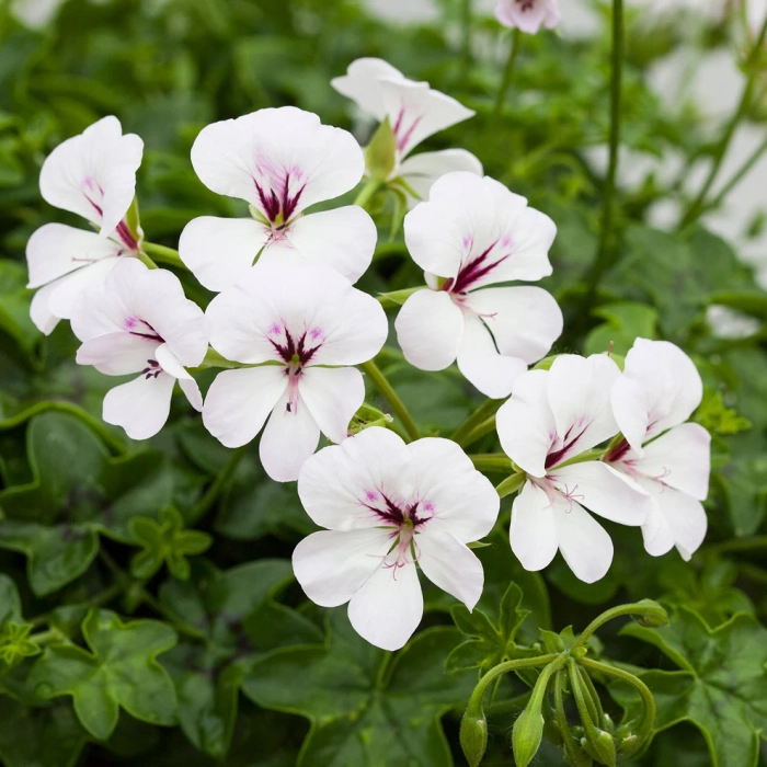 Geranium Seedlings