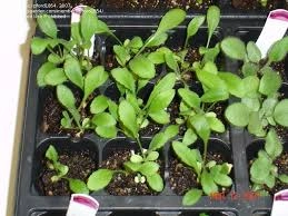 Gailardia Seedling
