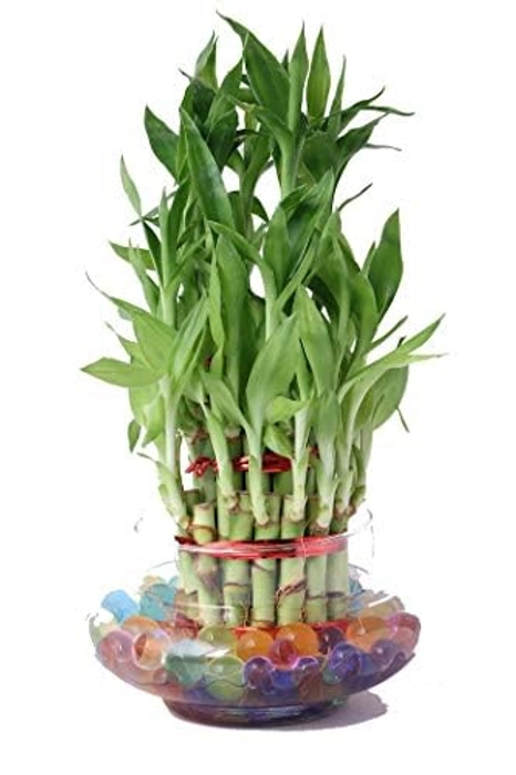 3 Layer Lucky Bamboo plant with Glass Bowl and Jelly Balls