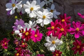COSMOS SEEDLING