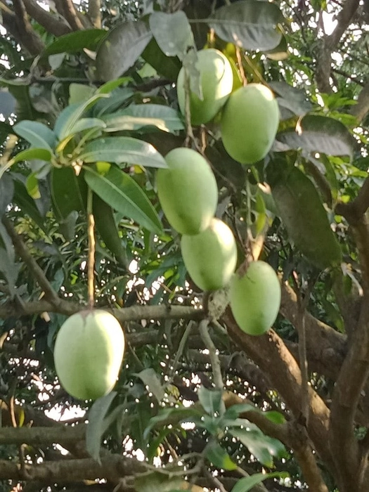 Malda Dudhiya Mango from Bihar