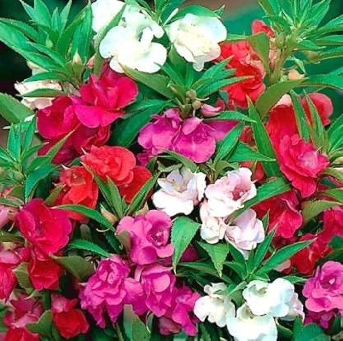 BALSAM TOM THUMB SEEDLINGS
