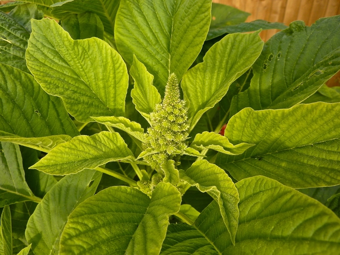 Amaranthus White (Tothakura Taila)