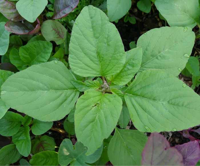 Amaranthus Dark Local (Tothakura Natu)