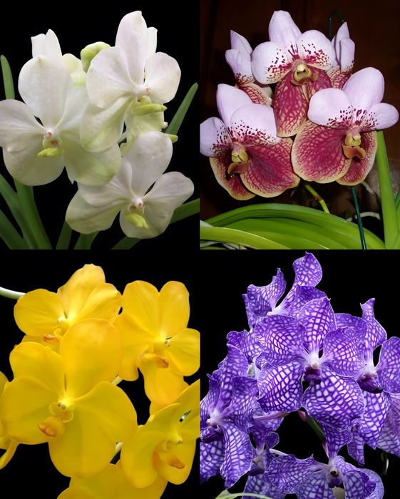 Vanda Orchid Hybrid Assorted Color Medium Size Plants - Divine Blossoms ...