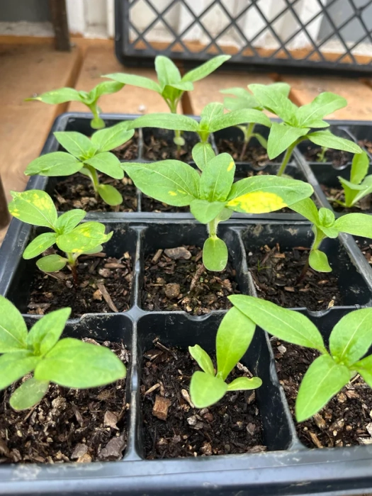 SUNFLOWER SEEDLING