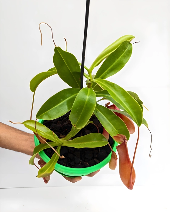 Carnivorous Plant Nepenthes Ventrata Pitcher Plant with Pitchers ...