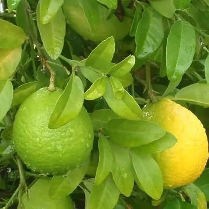 Mousambi - Sweet Lime from Nalgonda