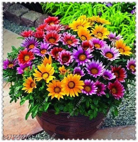 GAZENIYA FLOWER SEEDLING