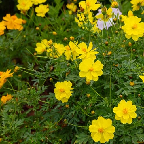 COSMOS SEEDLING