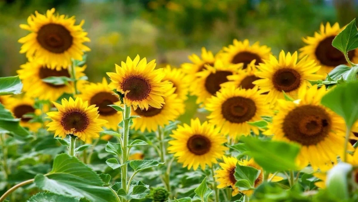 SUNFLOWER SEEDLING