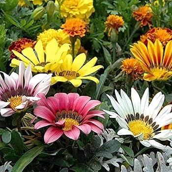 GAZENIYA FLOWER SEEDLING