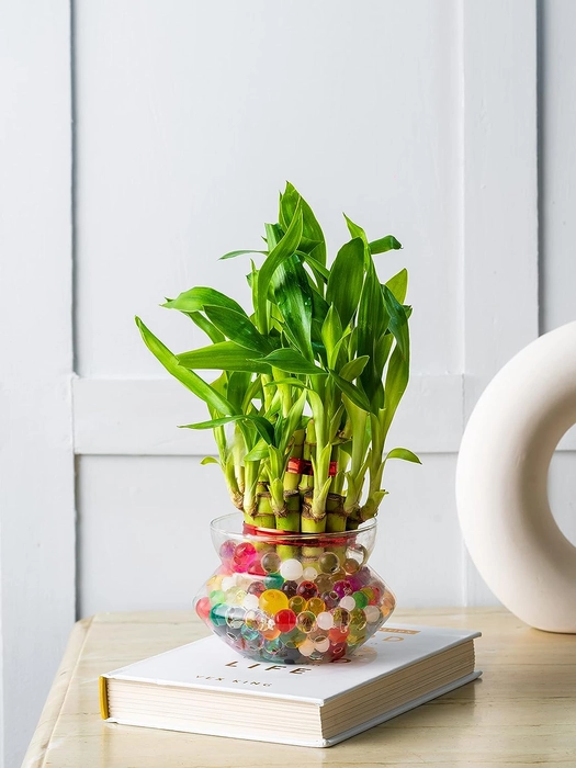 2 Layer Lucky Bamboo with  Round glass Pot