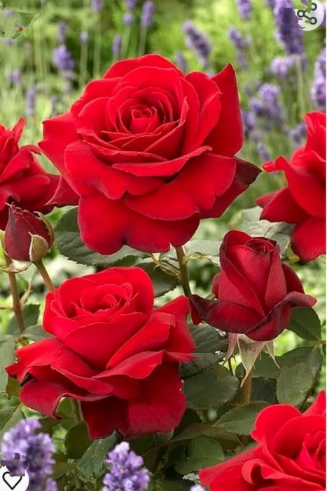 Live English Red Rose Flower Plant With Pot