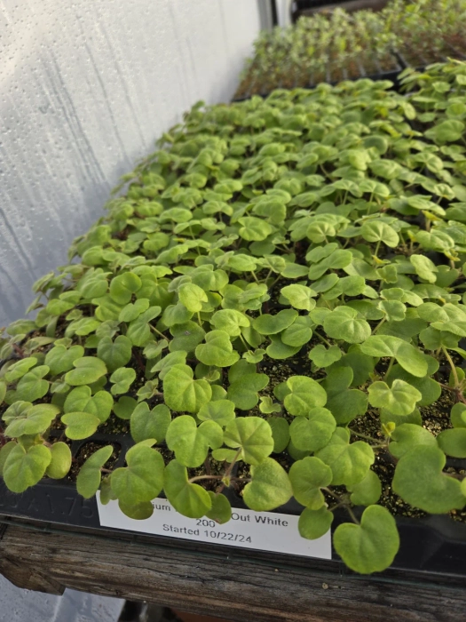 Geranium Seedlings