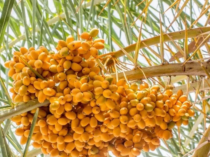 Fresh Dates (Khajoor) Yellow