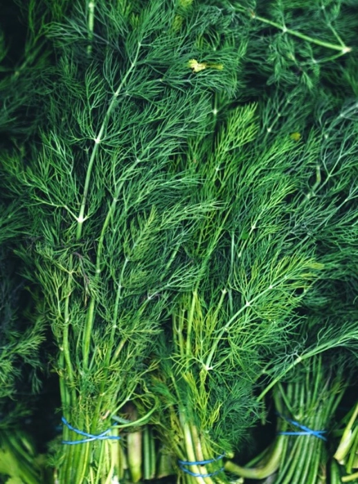 Dill Leaves (Soyakoora)