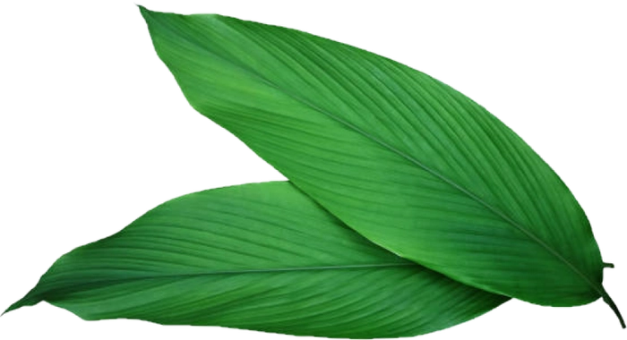 Turmeric Leaves (Pusapu Aaku) - Haldi Patta