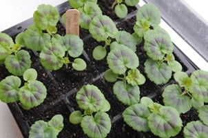 Geranium Seedlings