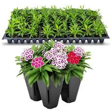Dianthus seedlings