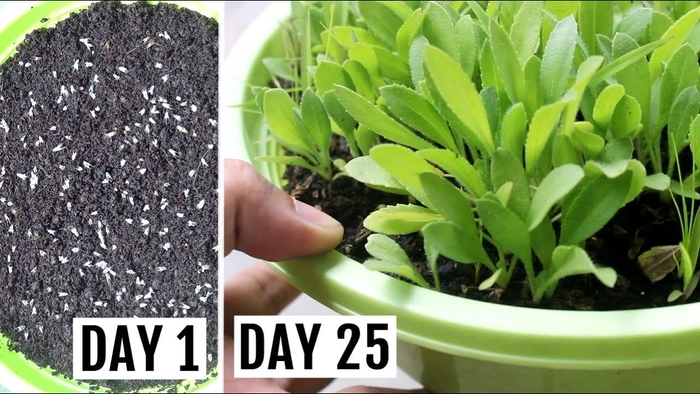 Gailardia Seedling