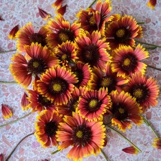Gailardia Seedling