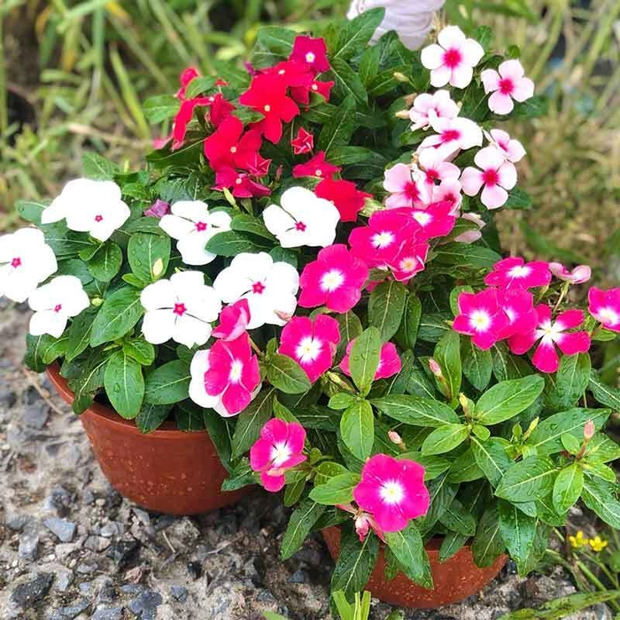 Vinca flower seedings